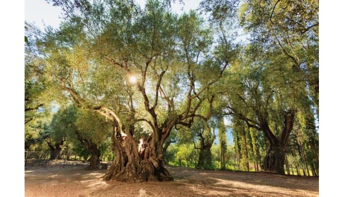 Alykes Park Bungalows & Apartments poza 7